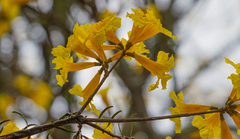 Handroanthus umbellatus