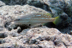 Anyperodon leucogrammicus