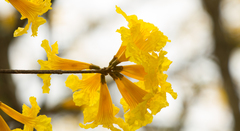Handroanthus umbellatus
