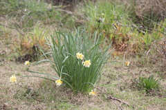 Narcissus