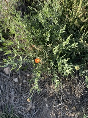 Sphaeralcea angustifolia