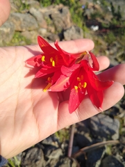 Zephyranthes phycelloides