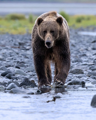 Ursus arctos middendorffi