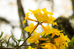 Handroanthus umbellatus
