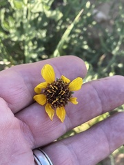 Helianthus ciliaris