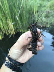 Procambarus clarkii