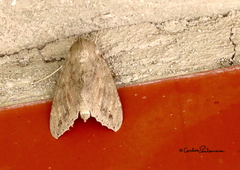 Melipotis acontioides