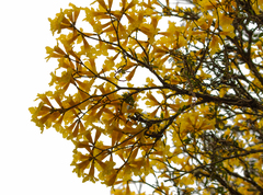 Handroanthus umbellatus