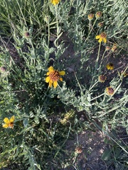 Helianthus ciliaris