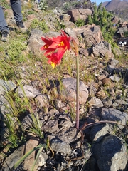 Zephyranthes phycelloides