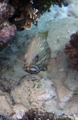 Anyperodon leucogrammicus