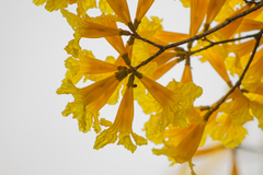 Handroanthus umbellatus