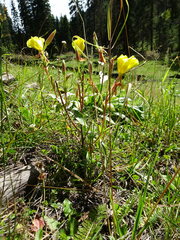 Oenothera hartwegii