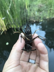 Procambarus clarkii