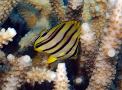 Chaetodon octofasciatus