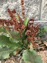 Rumex salicifolius