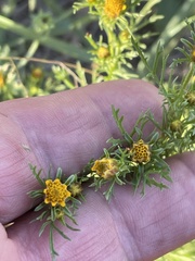 Dyssodia papposa