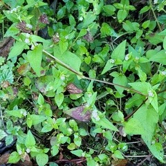 Persicaria nepalensis