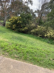 Acacia