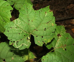 Phyllocnistis vitifoliella