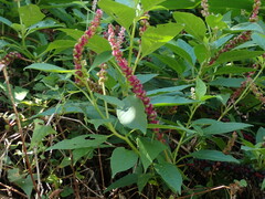 Phytolacca icosandra