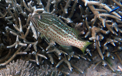 Anyperodon leucogrammicus