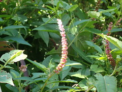 Phytolacca icosandra