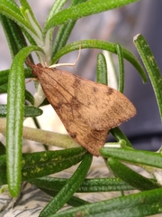 Uresiphita