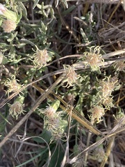 Brickellia eupatorioides