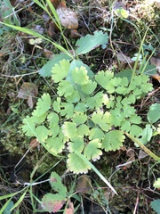 Thalictrum occidentale