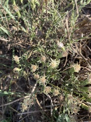 Brickellia eupatorioides