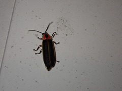 Photinus