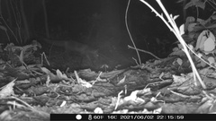 Vulpes vulpes fulvus