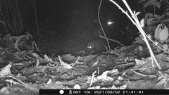 Vulpes vulpes fulvus