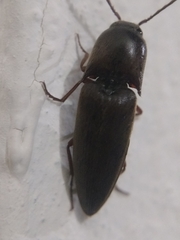Diplostethus