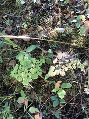Thalictrum occidentale