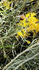 Paradejeania rutilioides