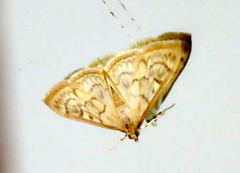 Mimorista subcostalis