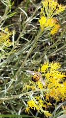 Paradejeania rutilioides