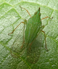 Dictyopharinae