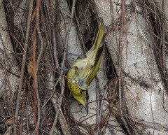 Gavicalis versicolor