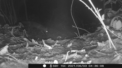 Vulpes vulpes fulvus