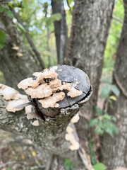 Trametes ochracea