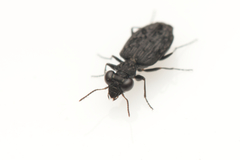 Scopodes
