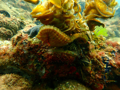 Hippocampus abdominalis