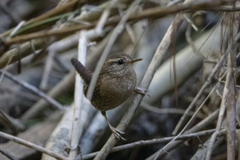 Troglodytes hiemalis