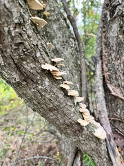 Trametes ochracea