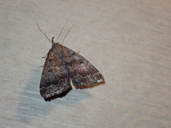 Phalaenostola larentioides