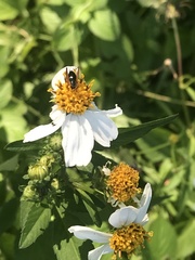 Trigonidium cicindeloides