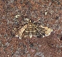 Anageshna primordialis